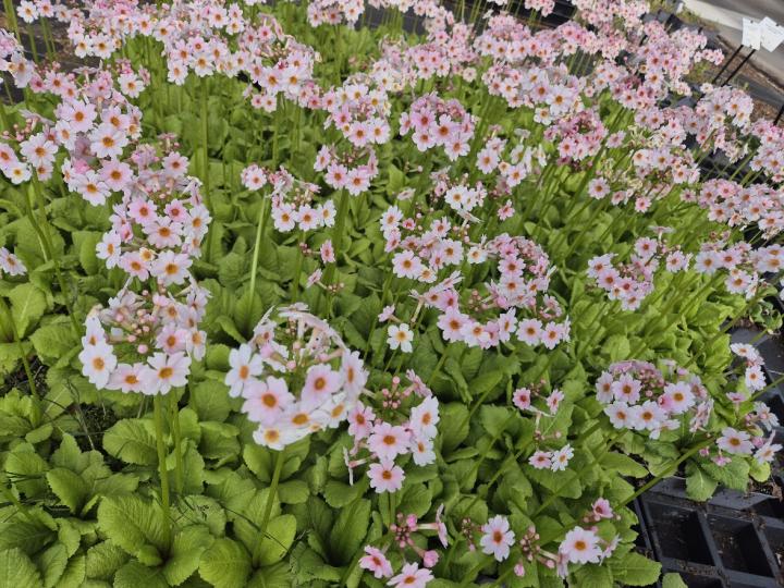 Primula japonica 'Appleblossom'