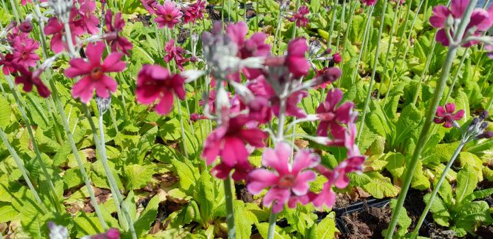 Primula japonica 'Miller's Crimson'