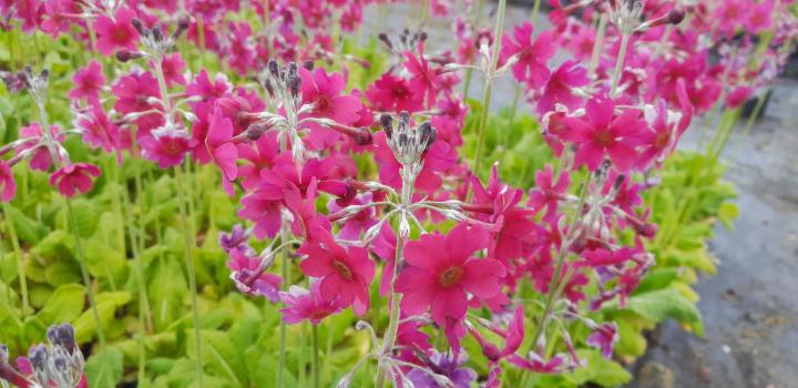 Primula japonica 'Miller's Crimson'