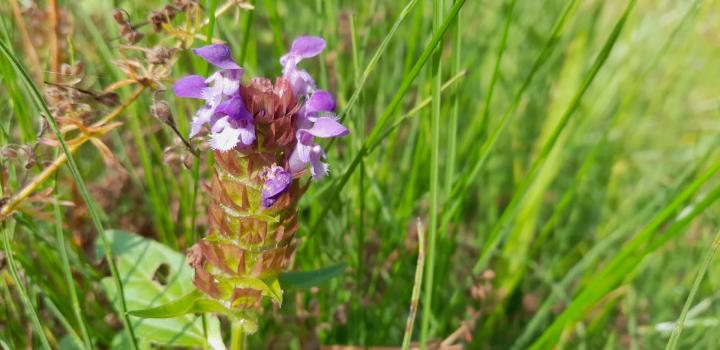 Prunella vulgaris