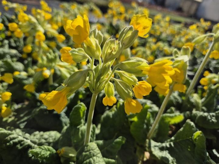 Primula veris