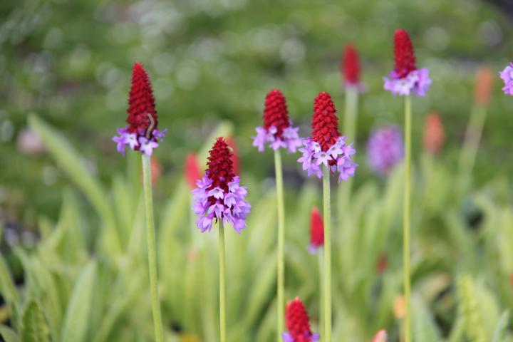 Primula vialii