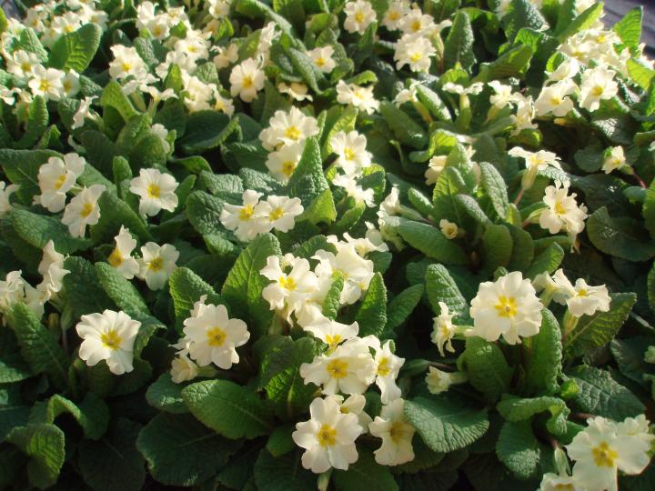 Primula vulgaris