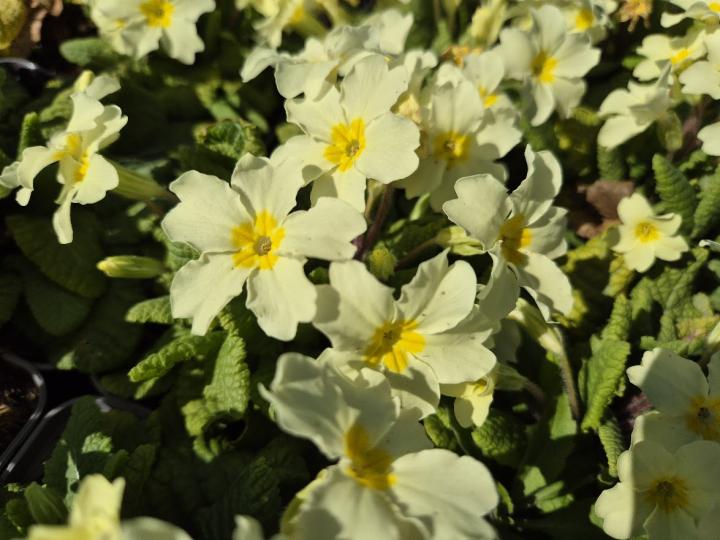 Primula vulgaris