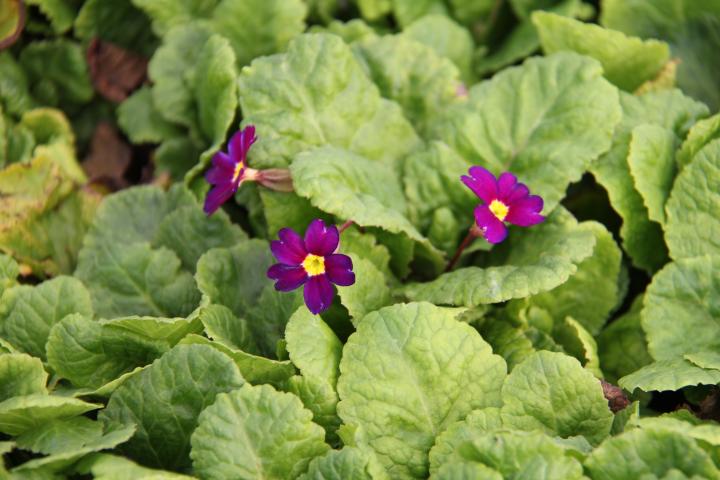 Primula juliae 'Wanda'