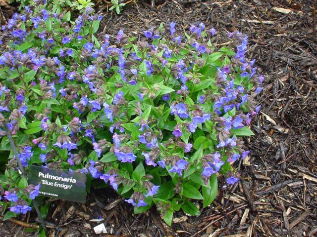 Pulmonaria angustifolia 'Blue ensign'