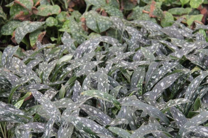 Pulmonaria longifolia 'E.B.Anderson'