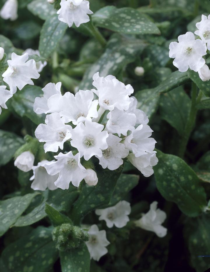 Pulmonaria officinalis 'Sissinghurst White'