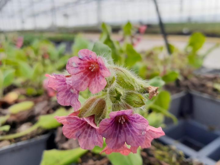 Pulmonaria rubra