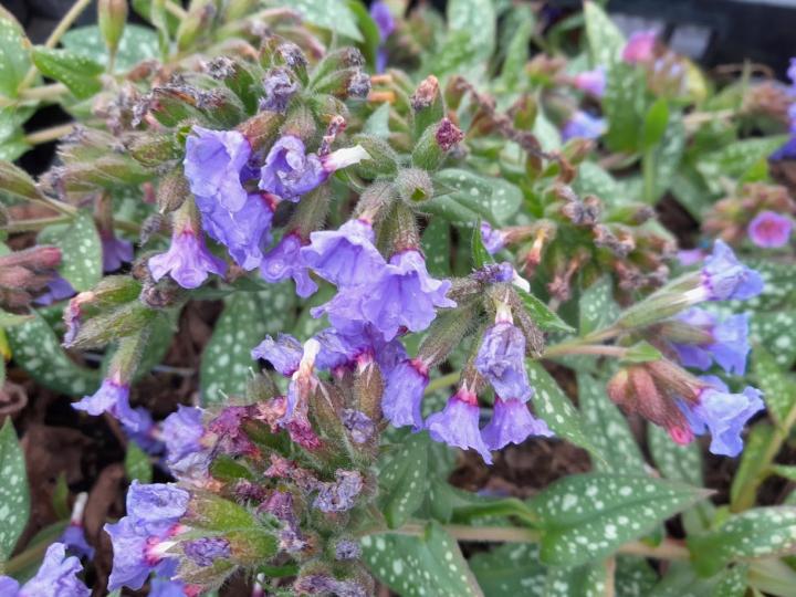 Pulmonaria 'Trevi Fountain'