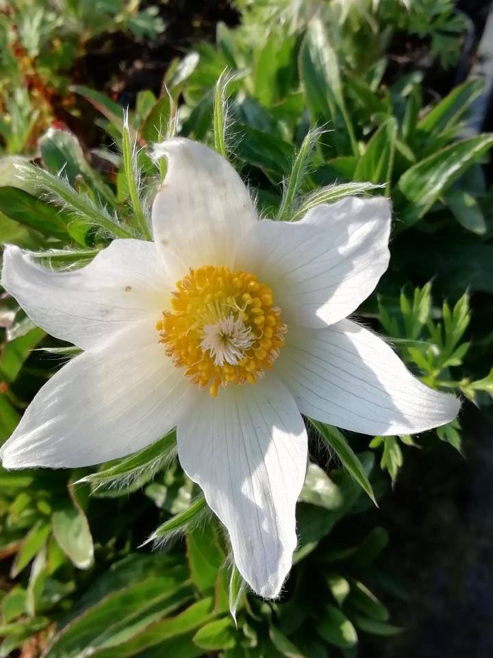 Pulsatilla vulgaris 'Alba'