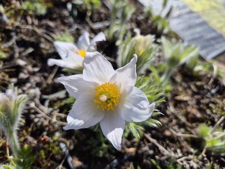 Pulsatilla vulgaris 'Alba'