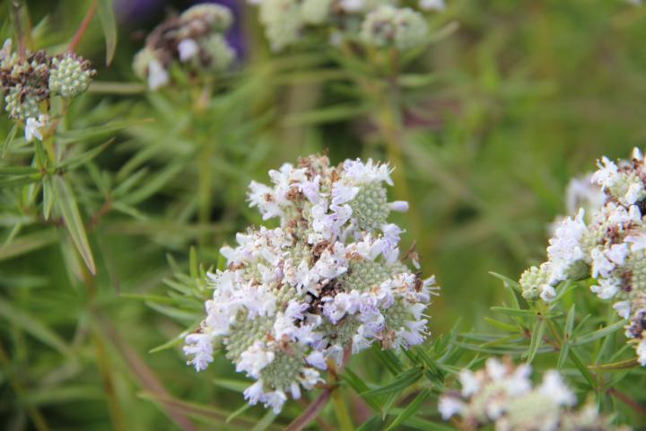 Pycnanthemum flexuosum
