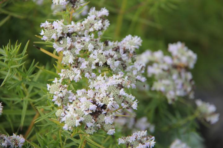 Pycnanthemum flexuosum