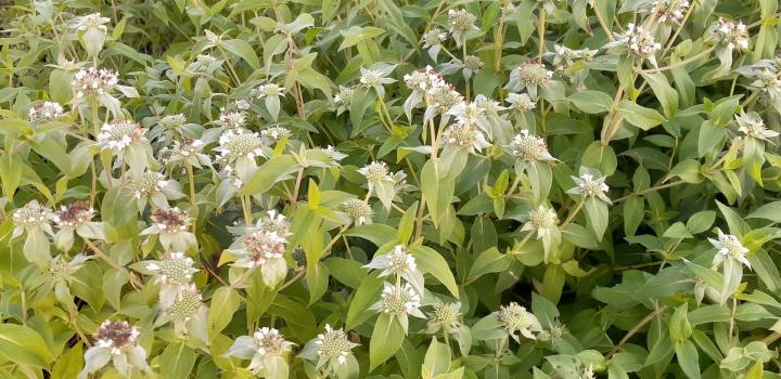 Pycnanthemum muticum