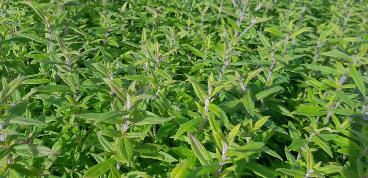 Pycnanthemum pilosum