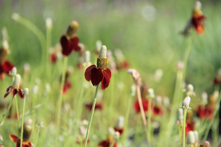 Ratibida columnifera f. pulcherrima