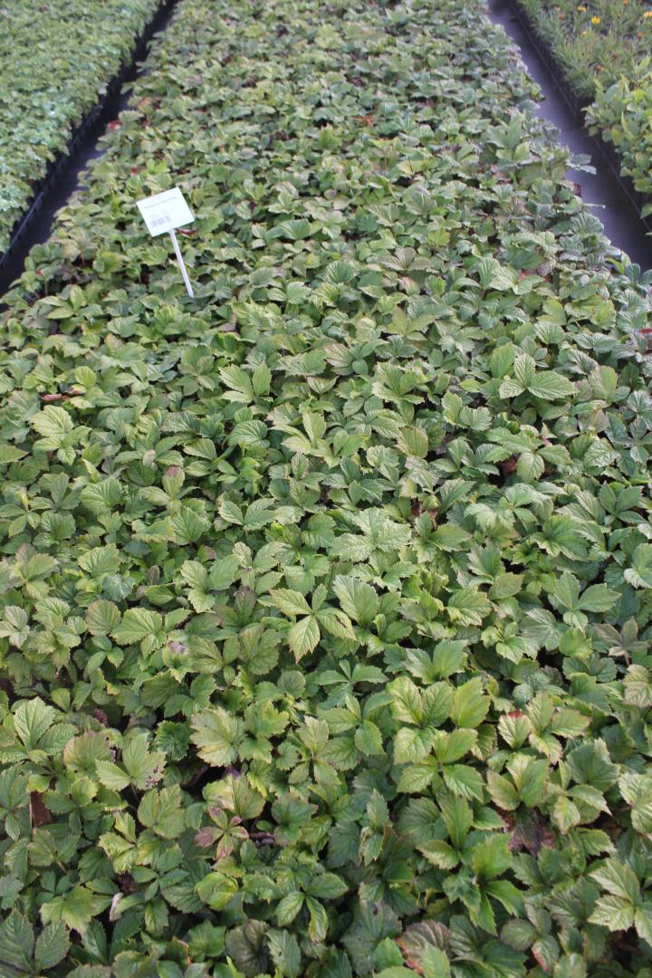 Rodgersia aesculifolia