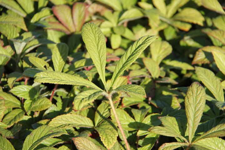 Rodgersia aesculifolia var. henrici