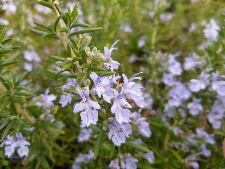 Rosmarinus officinalis 'Capri'