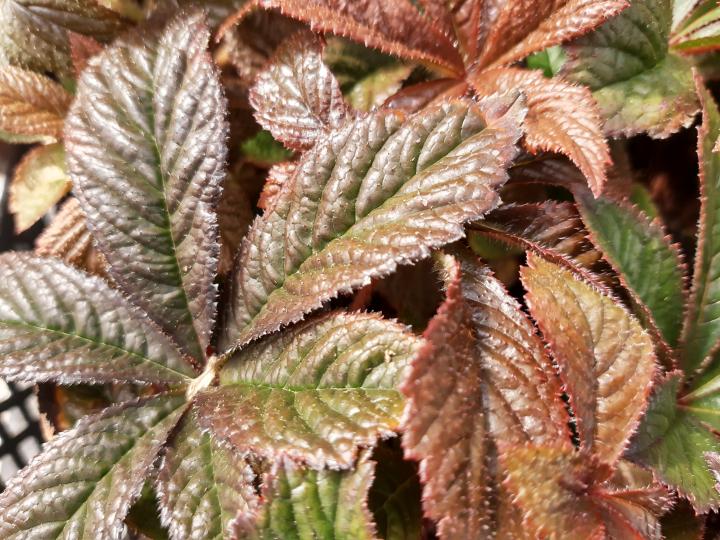 Rodgersia pinnata 'Bronze Peacock'