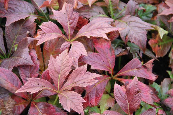 Rodgersia podophylla 'Braunlaub'