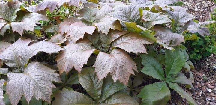 Rodgersia podophylla 'Braunlaub'