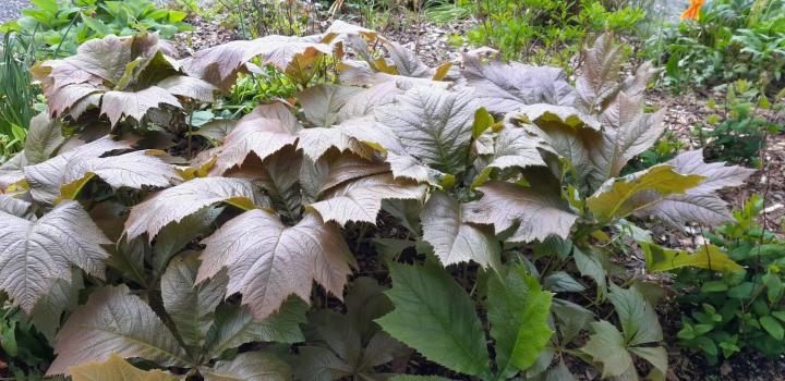 Rodgersia podophylla 'Braunlaub'