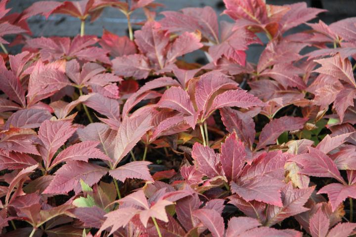 Rodgersia podophylla 'Braunlaub'