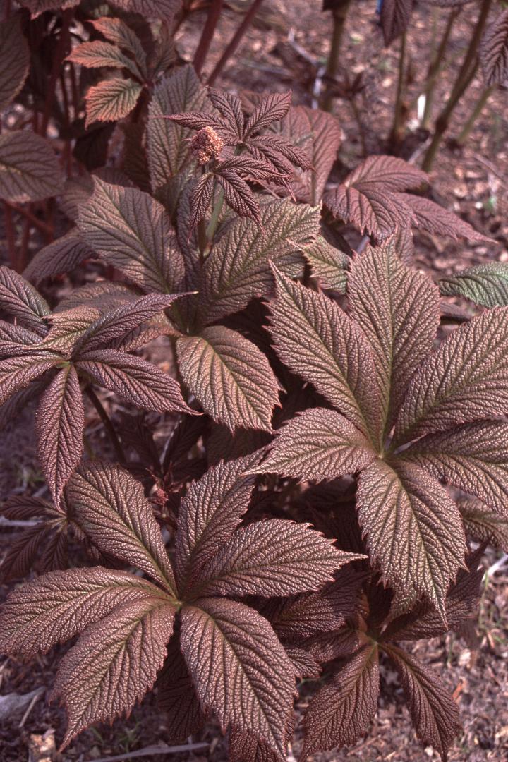 Rodgersia  'Chocolate Wings'