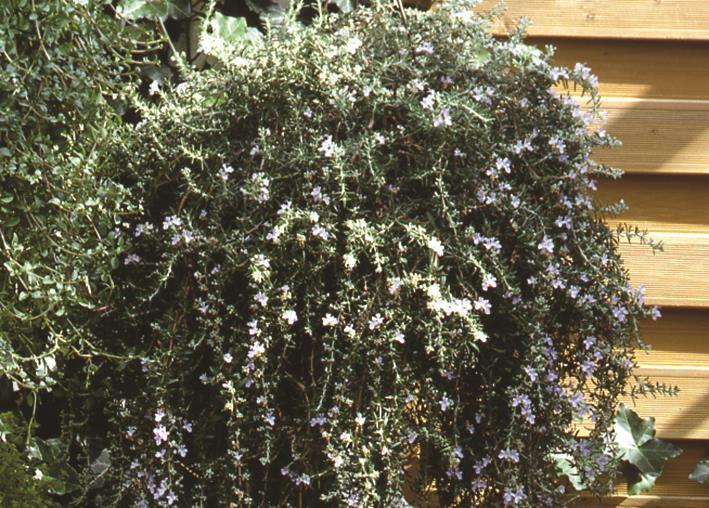 Rosmarinus repens 'Blue Rain'