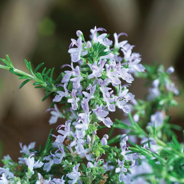 Rosmarinus repens 'Blue Rain'