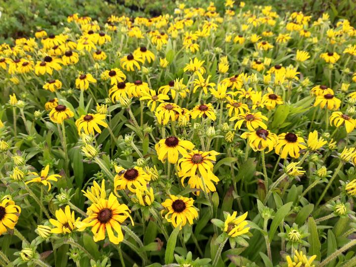 Rudbeckia 'American Gold Rush'