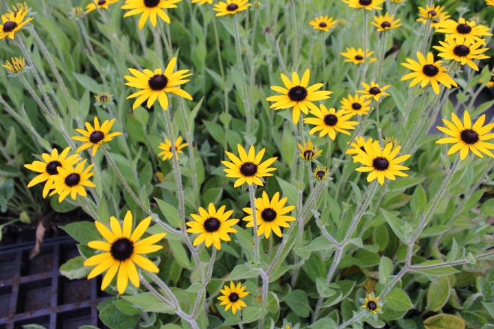 Rudbeckia fulgida var. deamii