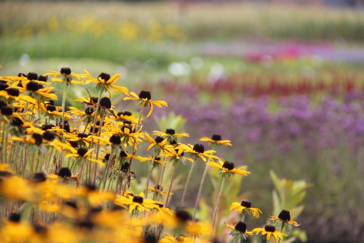 Rudbeckia fulgida var. deamii