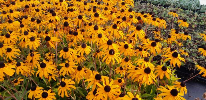 Rudbeckia fulgida 'Goldblitz'