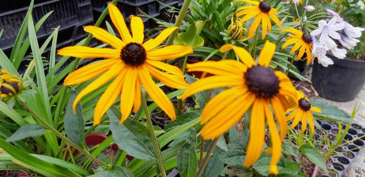 Rudbeckia fulgida 'Goldsturm'