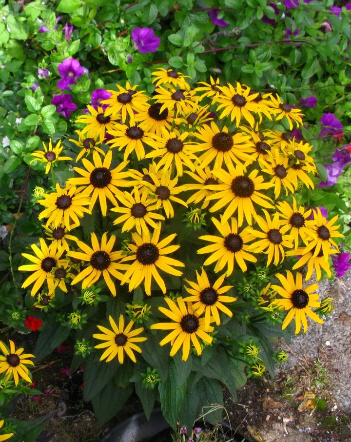 Rudbeckia fulgida 'Little Goldstar' PBR