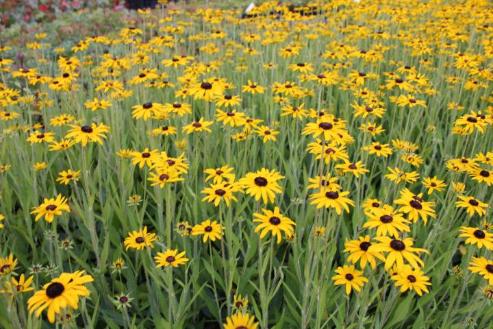 Rudbeckia fulgida var. speciosa