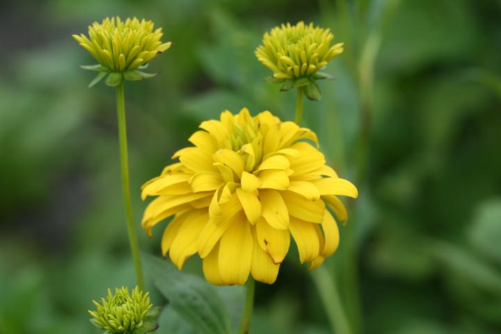 Rudbeckia laciniata 'Goldquelle'
