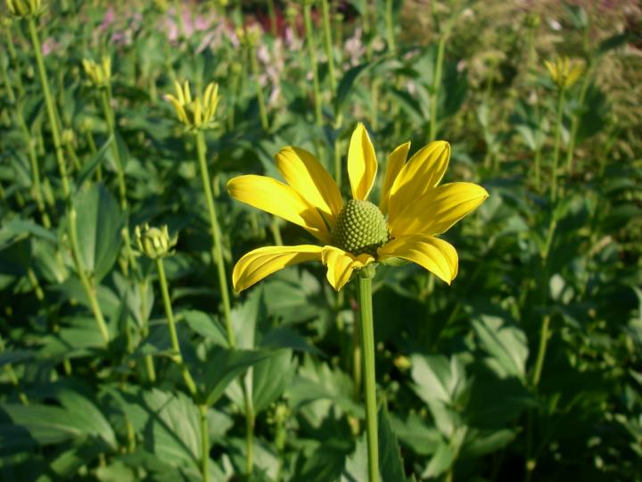 Rudbeckia maxima