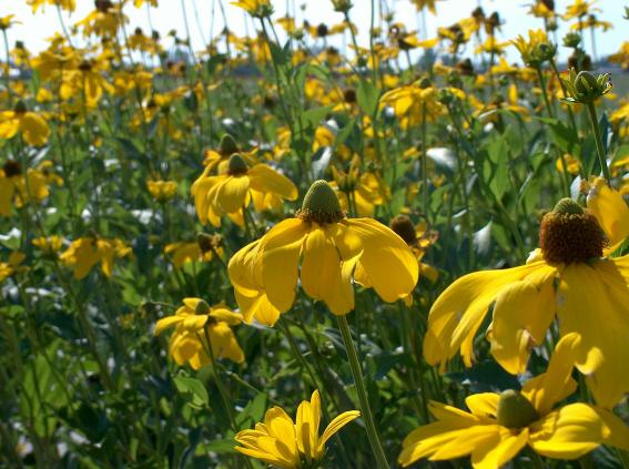 Rudbeckia nitida 'Herbstsonne'