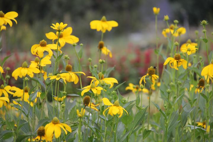 Rudbeckia nitida 'Herbstsonne'