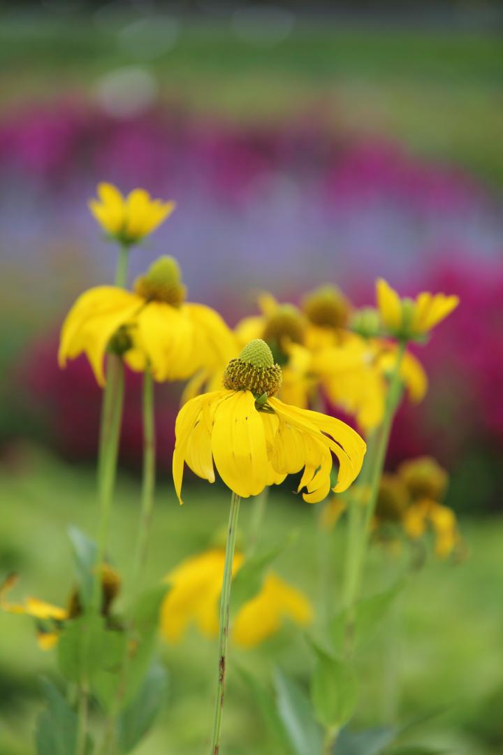 Rudbeckia nitida 'Herbstsonne'