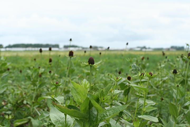 Rudbeckia occidentalis 'Green Wizard'