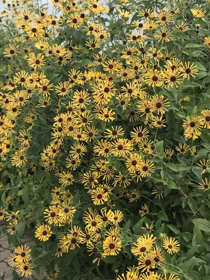 Rudbeckia subtomentosa 'Henry Eilers'