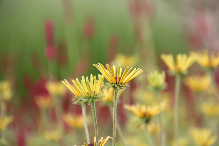 Rudbeckia subtomentosa 'Henry Eilers'