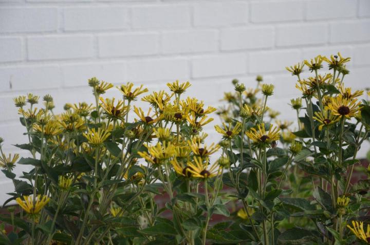 Rudbeckia subtomentosa 'Little Henry' ®