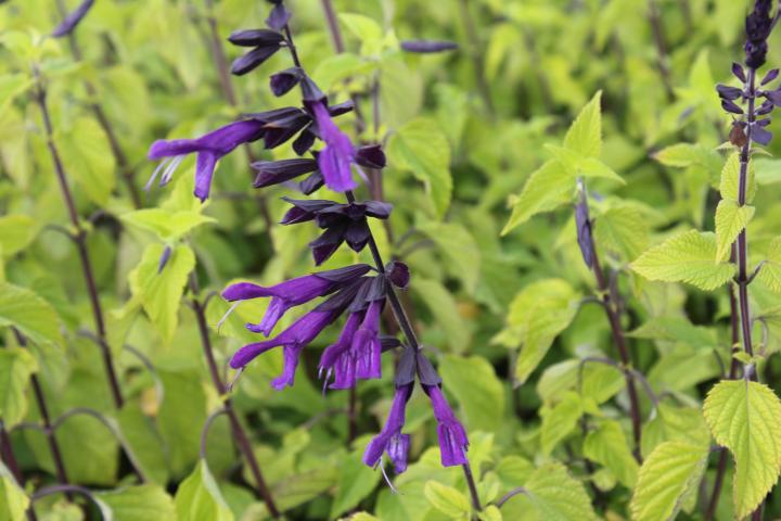 Salvia  'Amistadt' ®