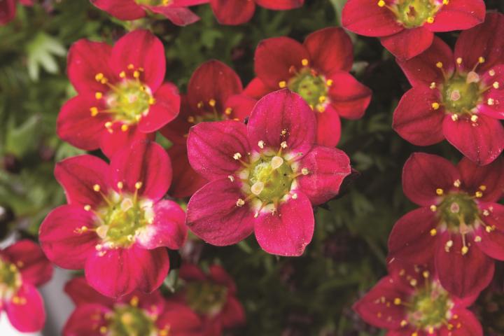 Saxifraga arendsii 'Red Pixie'(stek)